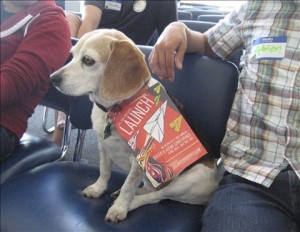 Launch dog (small) Launch dog (small)